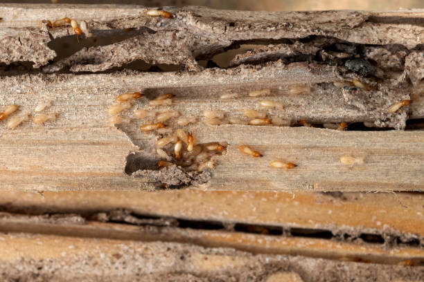 Best Best Pest Control Companies  in Manson, WA